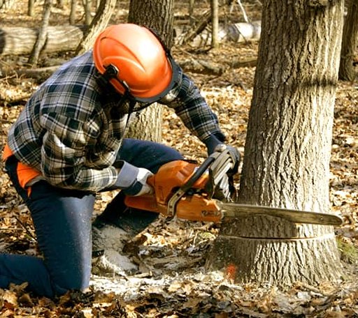Tree Removal in Olyphant, PA